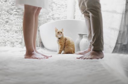 7 rad jak stworzyć dom bardziej bezpieczny dla naszego kota